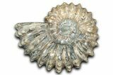 Bumpy Ammonite (Douvilleiceras) Fossil - Madagascar #343834-1